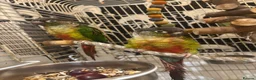 Conures birds for sale: Bonded pair of yellow-sided conures - Advert 6