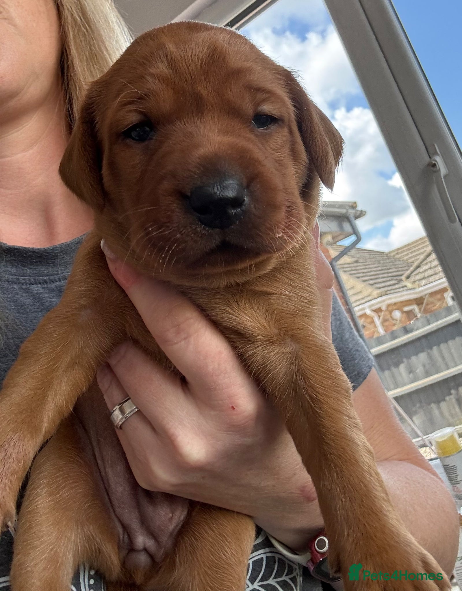 Labrador Retriever dogs KC Reg Fox Red Labrador Puppies  - Advert 8