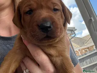 Labrador Retriever dogs KC Reg Fox Red Labrador Puppies - Advert 8