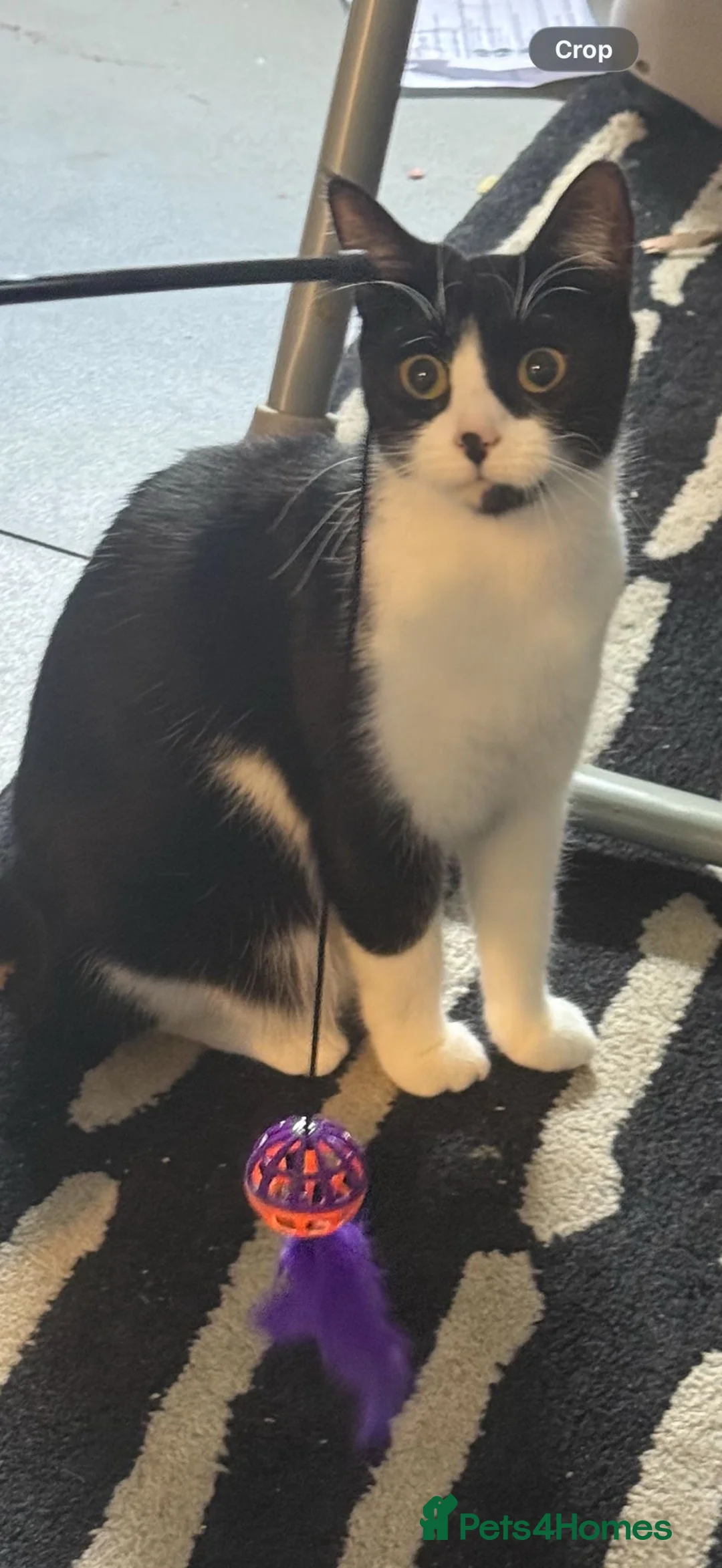 Mixed Breed cats for sale: Kitten for sale - Advert 2