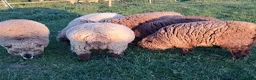 Sheep livestock for sale: Coloured Ryeland Sheep - Advert 4