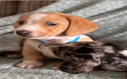 Miniature Dachshund dogs for sale: Shaded red miniature dachshund for sale - Image 12