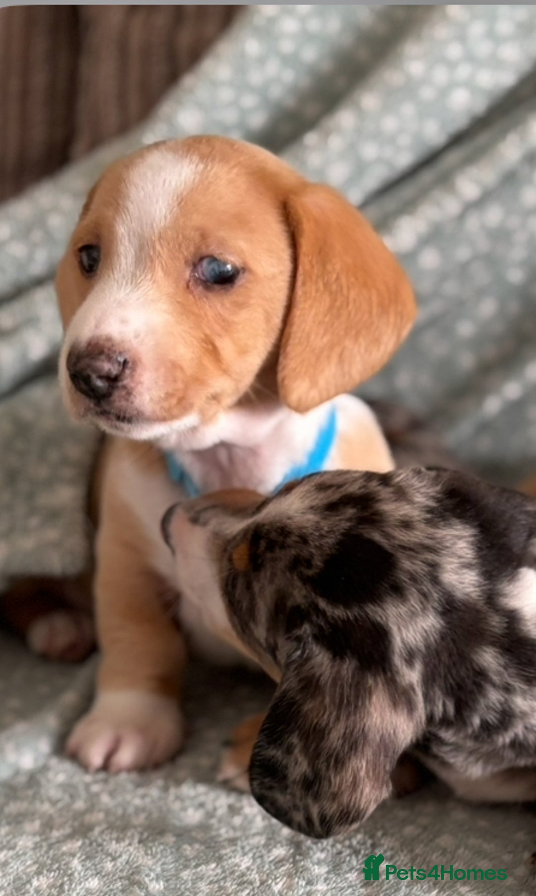 Miniature Dachshund dogs for sale: Shaded red miniature dachshund for sale - Image 12