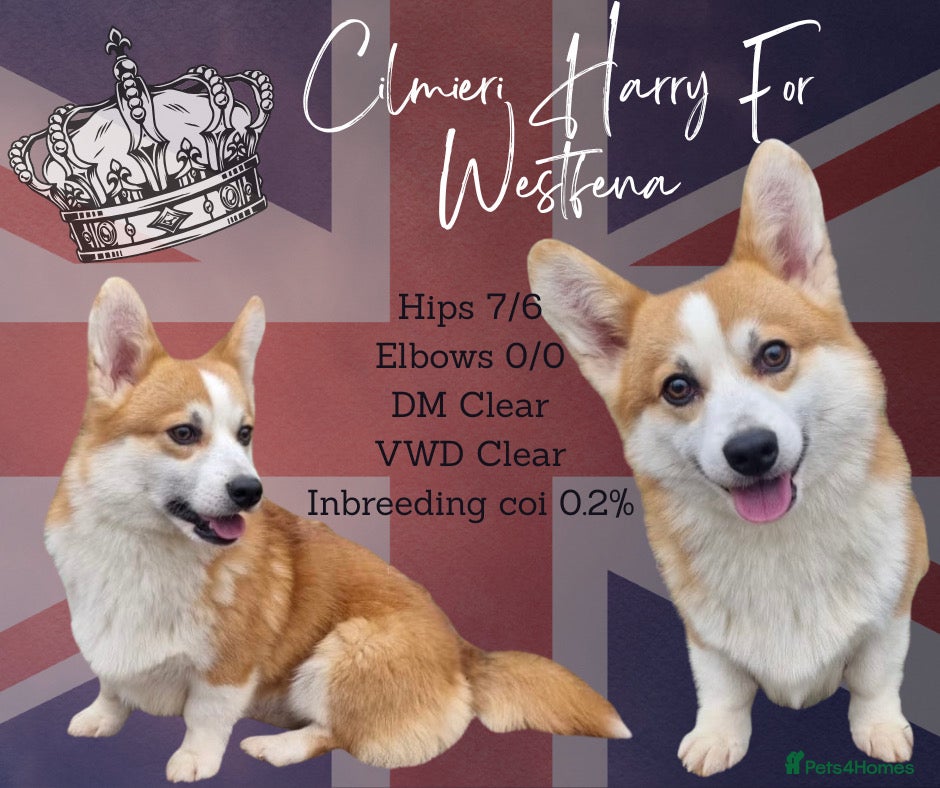 Welsh Corgi Pembroke dogs HEALTH TESTED Welsh Pembroke corgi for stud  - Advert 1