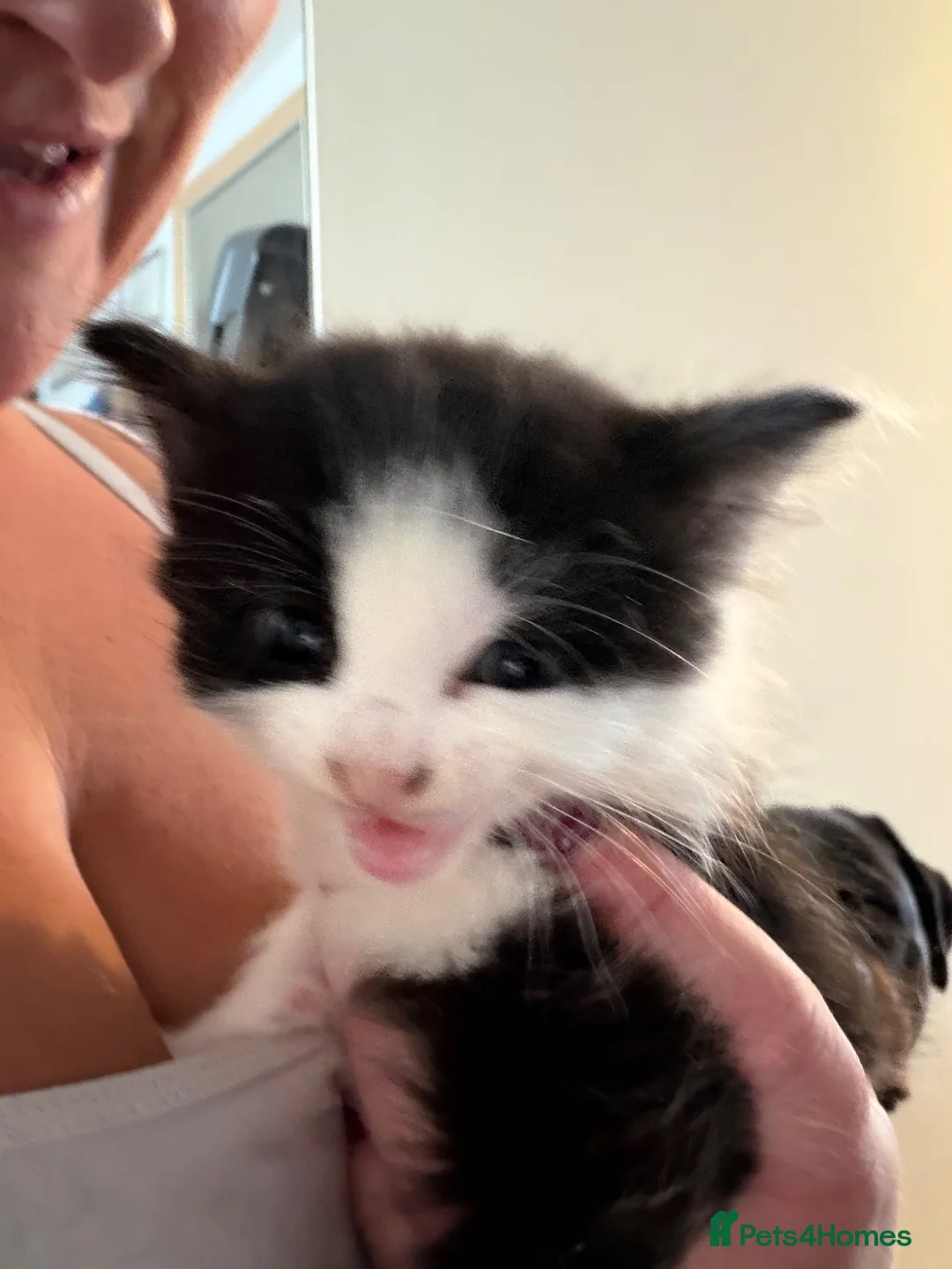 Mixed Breed cats for sale: 2 male kittens looking for loving homes!  - Advert 6
