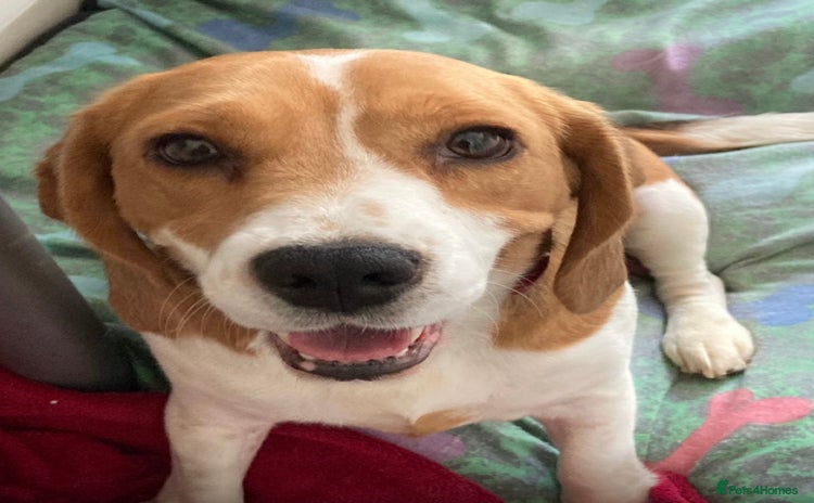 Beagle dogs - Advert 2