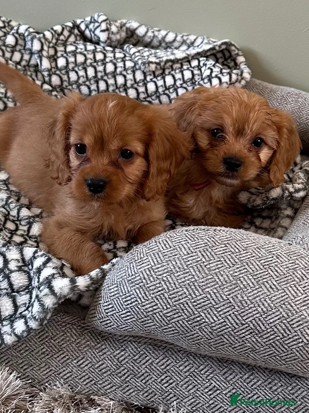 Cavapoo dogs for sale: F1 cavapoo 2 boys left REDUCED - Advert 1
