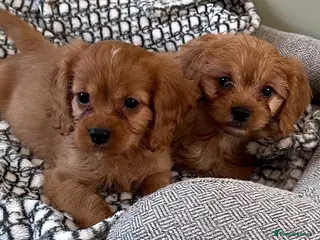 Cavapoo dogs F1 cavapoo 2 boys left - Advert 16