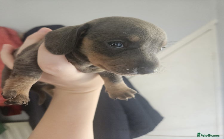 Dachshund dogs - Advert 6