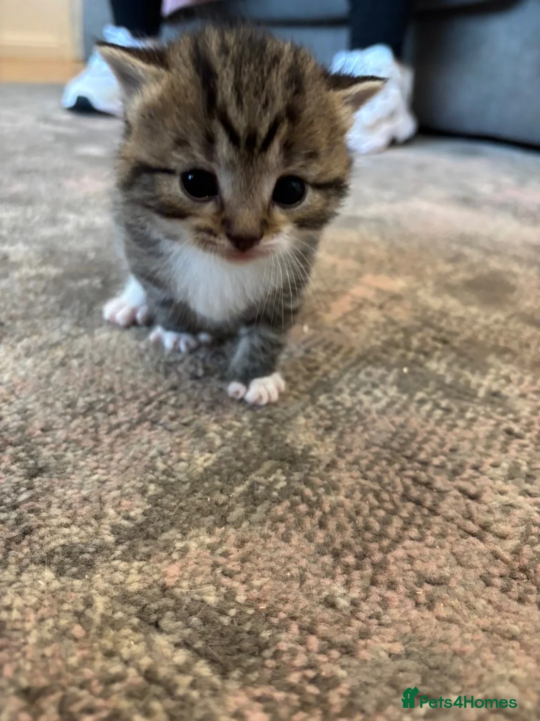 Mixed Breed cats for sale: Kittens for sale  - Advert 6