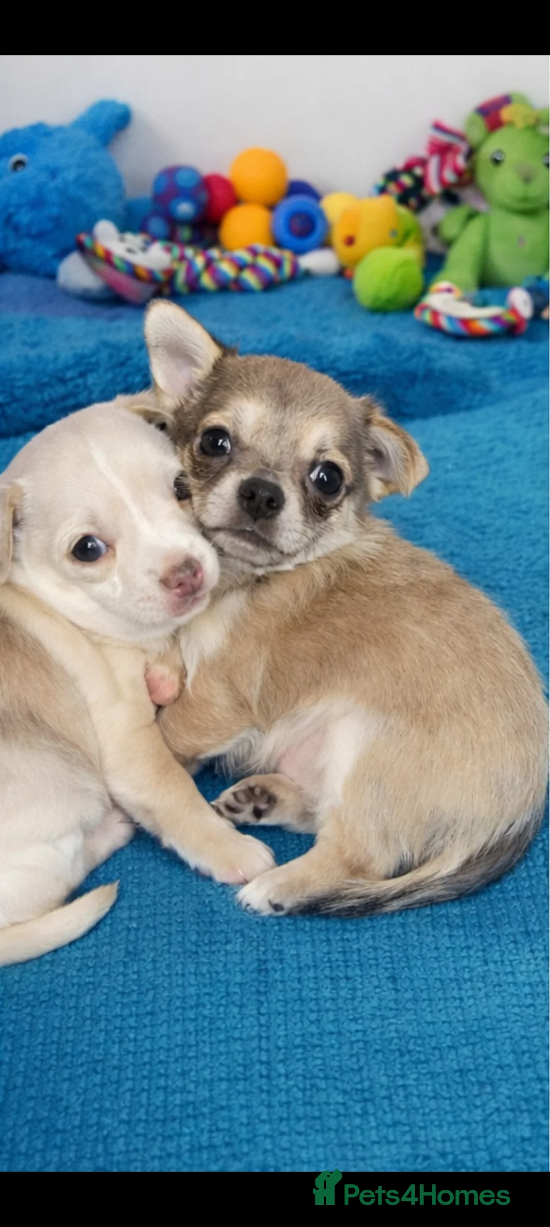 Chihuahua dogs for sale: Chihuahua puppys - Advert 10