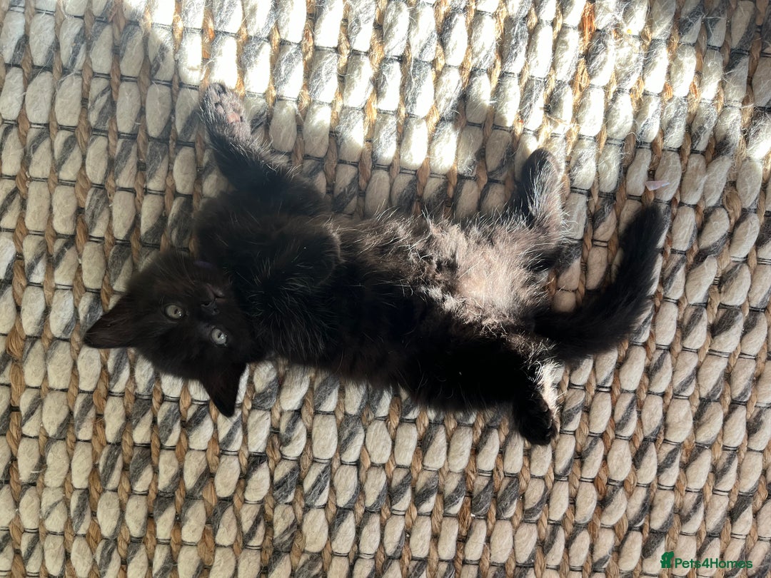 Mixed Breed cats for sale: 4 female kittens for sale - Image 7
