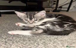 Bengal cats for sale: Half Bengal Kittens - Image 7