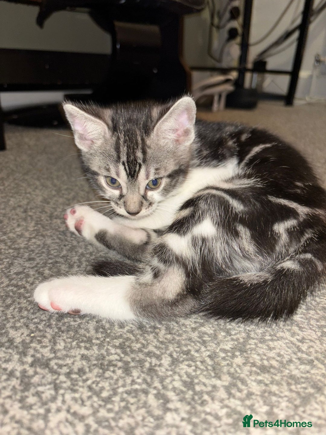 Bengal cats for sale: Half Bengal Kittens - Image 7