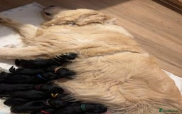 Goldendoodle dogs for sale: F1 Goldendoodle black Puppies - Image 3