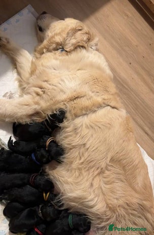 Goldendoodle dogs F1 Goldendoodle black Puppies - Advert 10