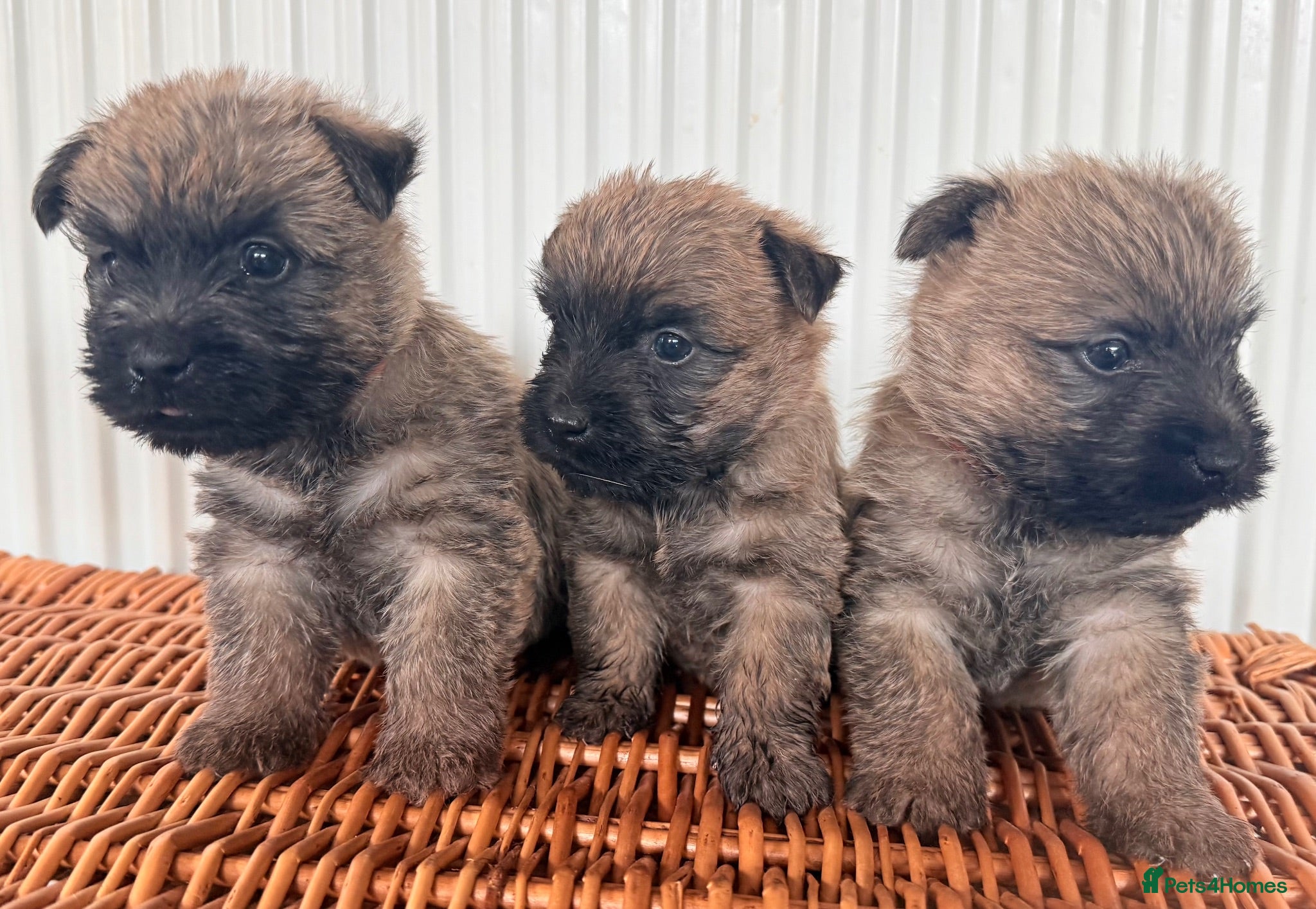 Cairn Terrier dogs Stunning KC reg cairn terrier pups  - Advert 2