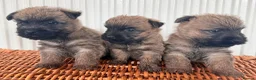 Cairn Terrier dogs for sale: Stunning KC reg cairn terrier pups  - Advert 3