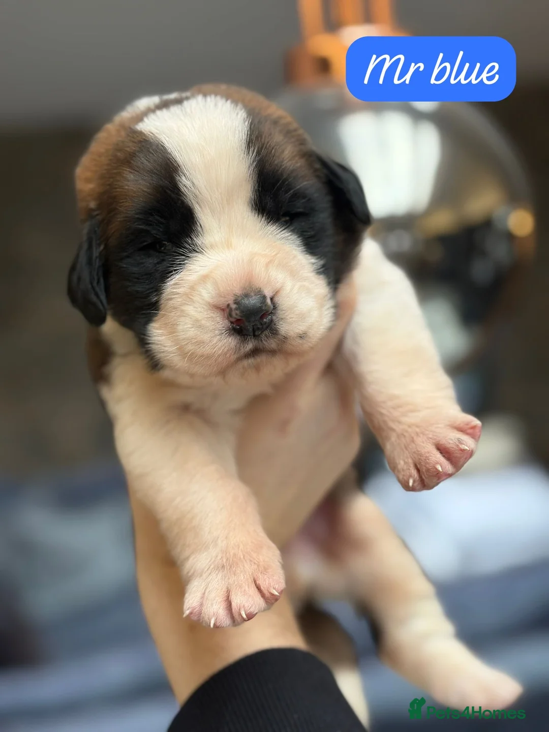 Saint Bernard dogs for sale: Outstanding Saint Bernard KC Reg Puppies  - Advert 11