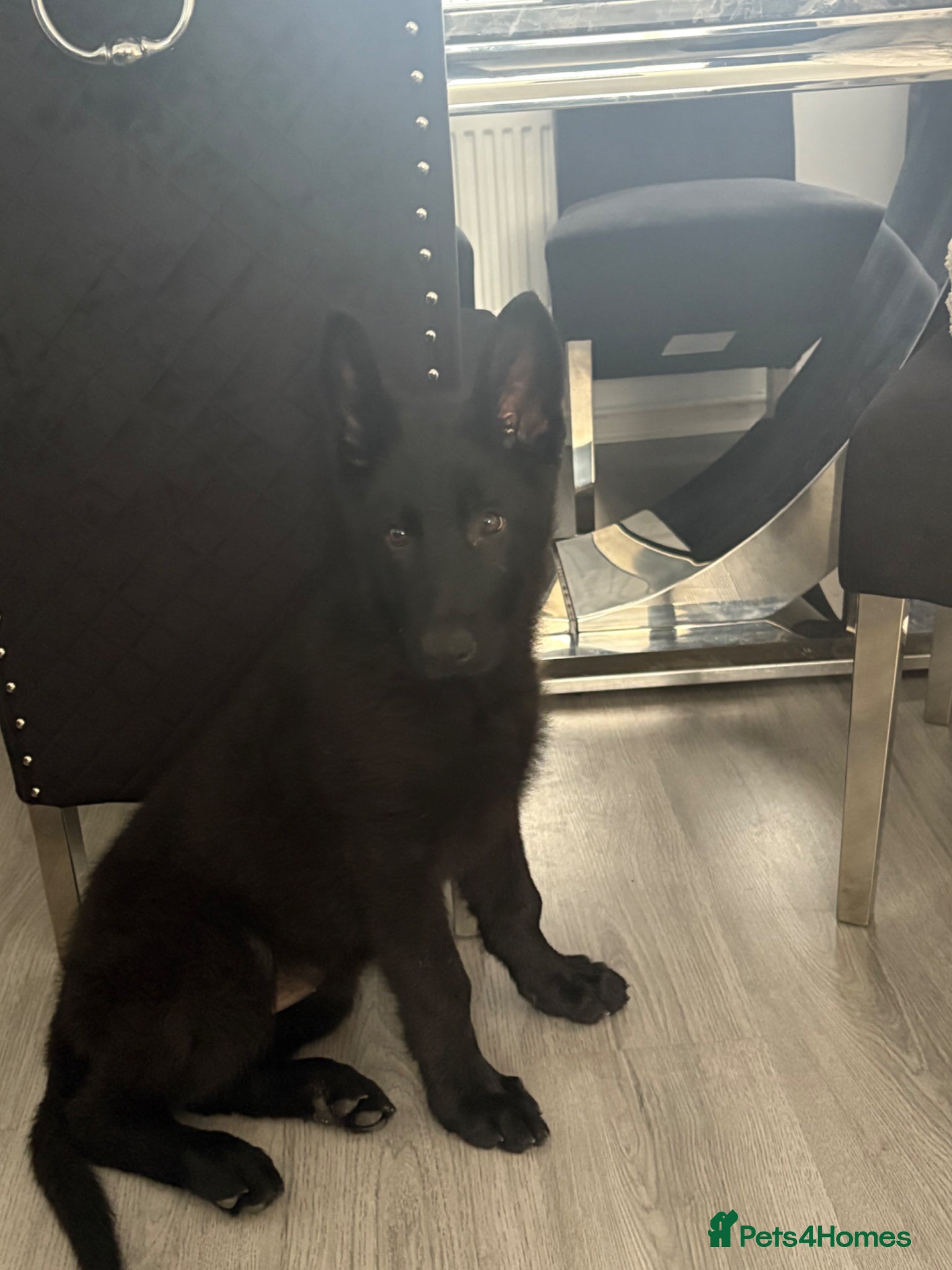German Shepherd dogs for sale: BIG BONED KC FEMALE - Advert 2