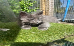 Maine Coon cats for sale: 🔥 TICA Maine coon kittens 🔥  READY NOW 💕💕 - Image 13