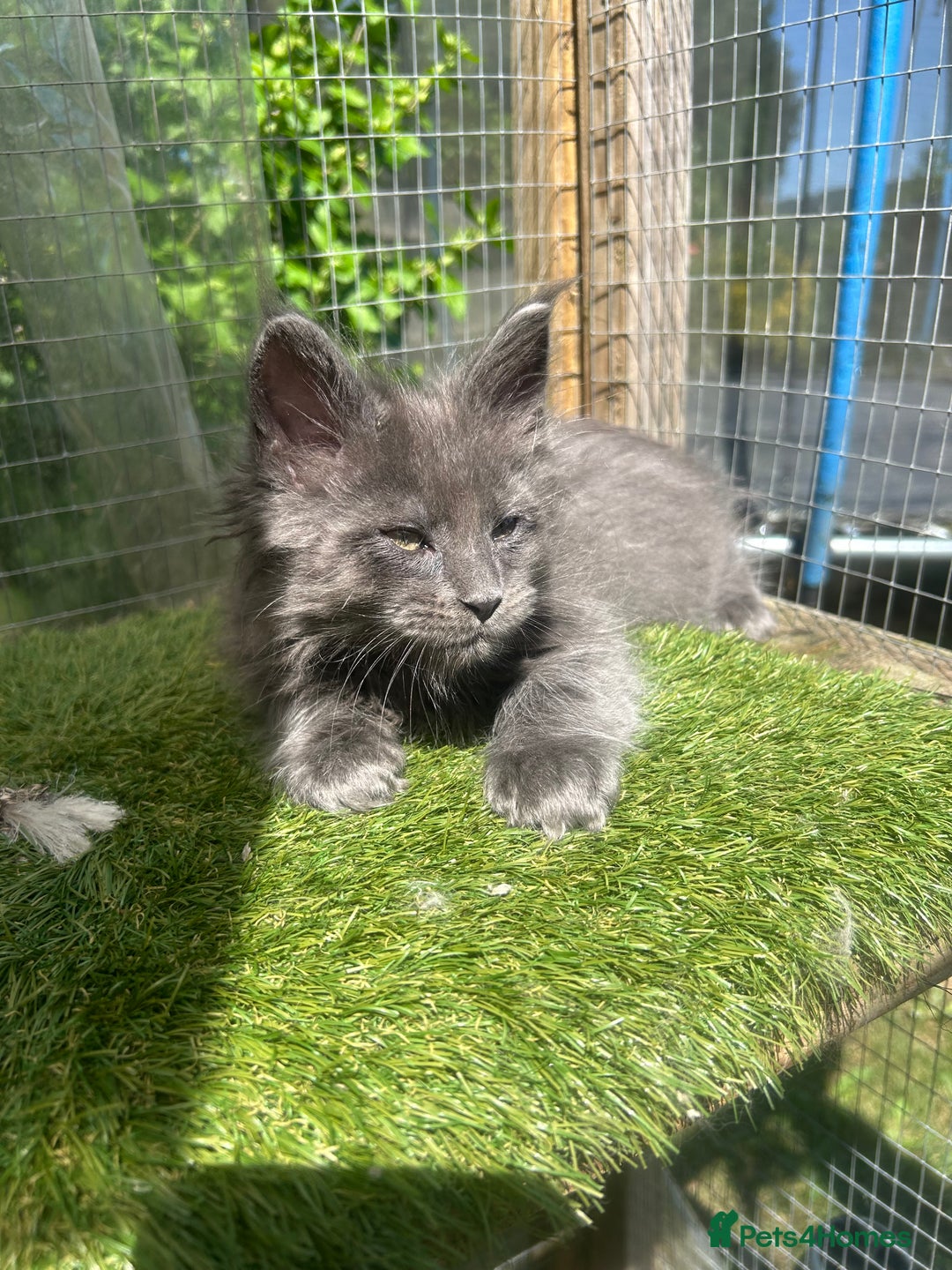Maine Coon cats for sale: 🔥 TICA Maine coon kittens 🔥  READY NOW 💕💕 - Image 13