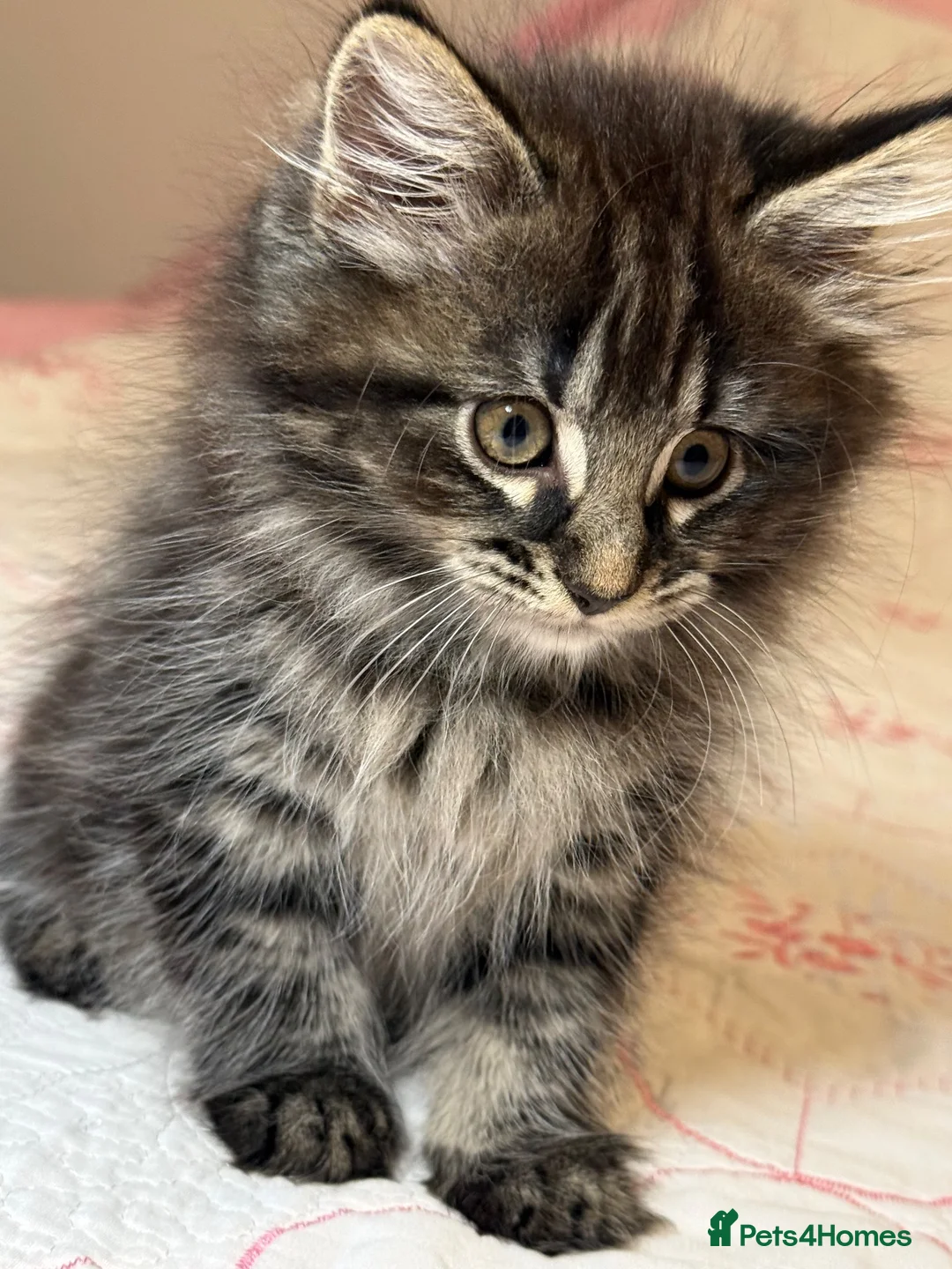 Mixed Breed cats for sale: Blacky and Stormy  in Luton - Advert 2