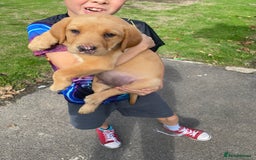 Labrador Retriever dogs for sale: Kc Labrador puppy ALLinjectionsfleawormchipinsured - Image 22