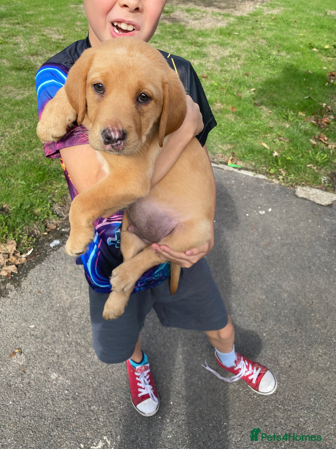 Labrador Retriever dogs for sale: Kc Labrador puppy ALLinjectionsfleawormchipinsured - Image 22