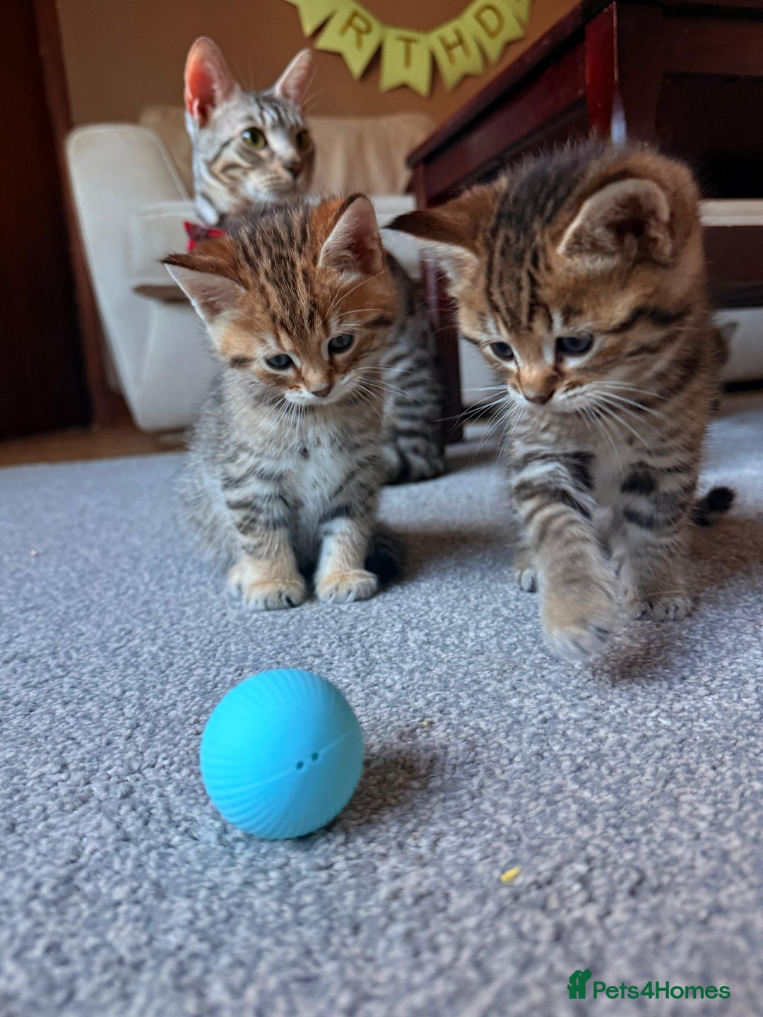 Mixed Breed cats for sale: Beautiful Ragdoll Bengal Cross Kittens - Advert 23