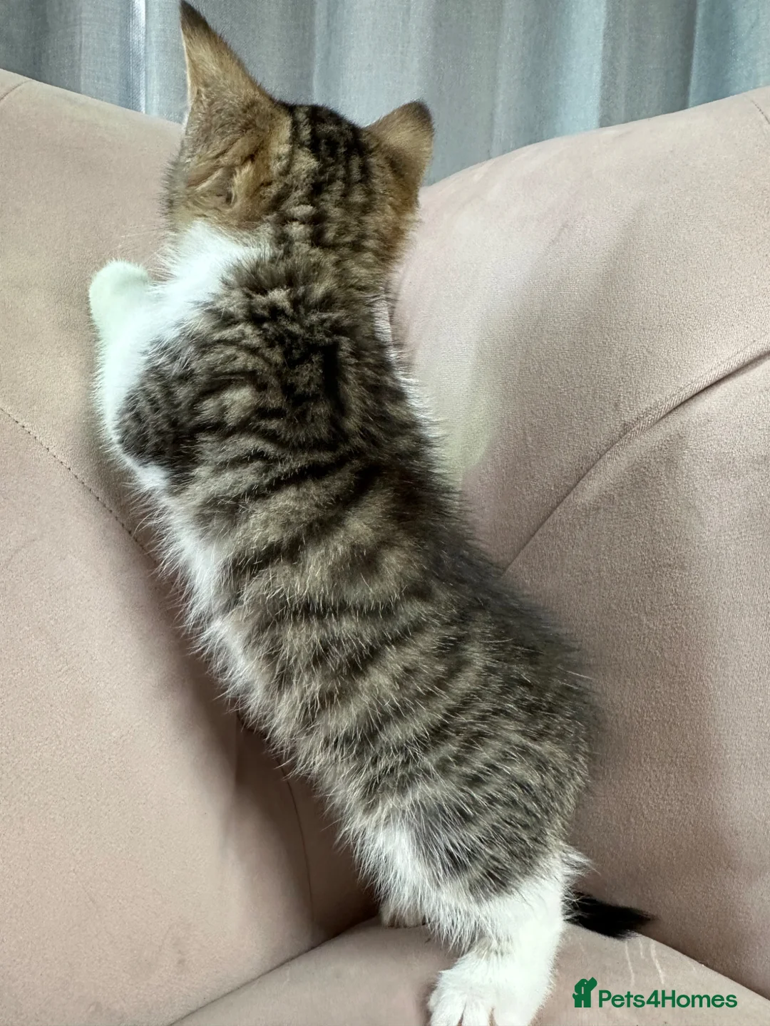 Mixed Breed cats for sale: Mainecoon cross kittens ready now  - Advert 7