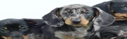 Dachshund dogs for sale: Miniature Dachshund puppies for sale - Advert 31