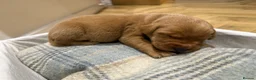 Labrador Retriever dogs for sale: Chunky Fox Red Pure Labradors  - Advert 5
