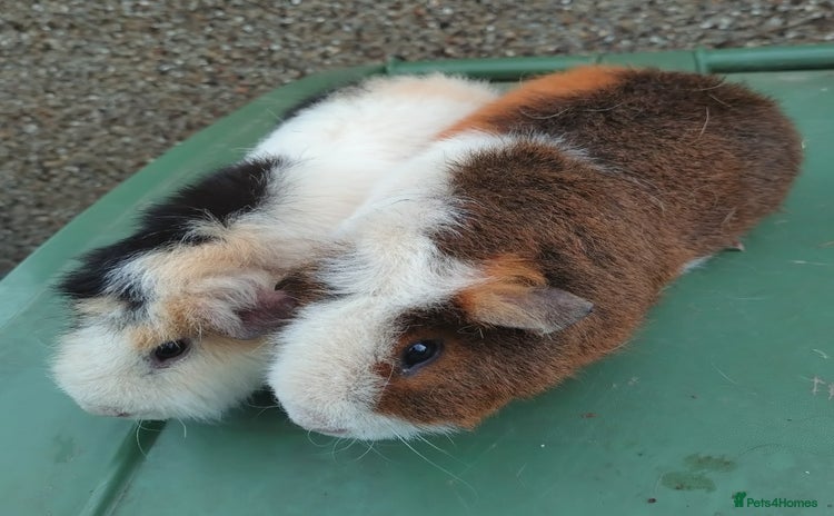 Guinea Pig rodents - Advert 1