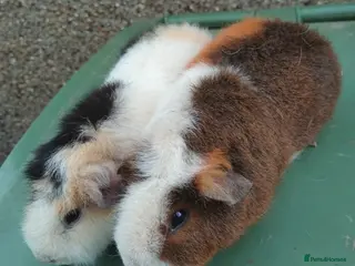 Guinea Pig rodents Guinea pigs For sale - Advert 1