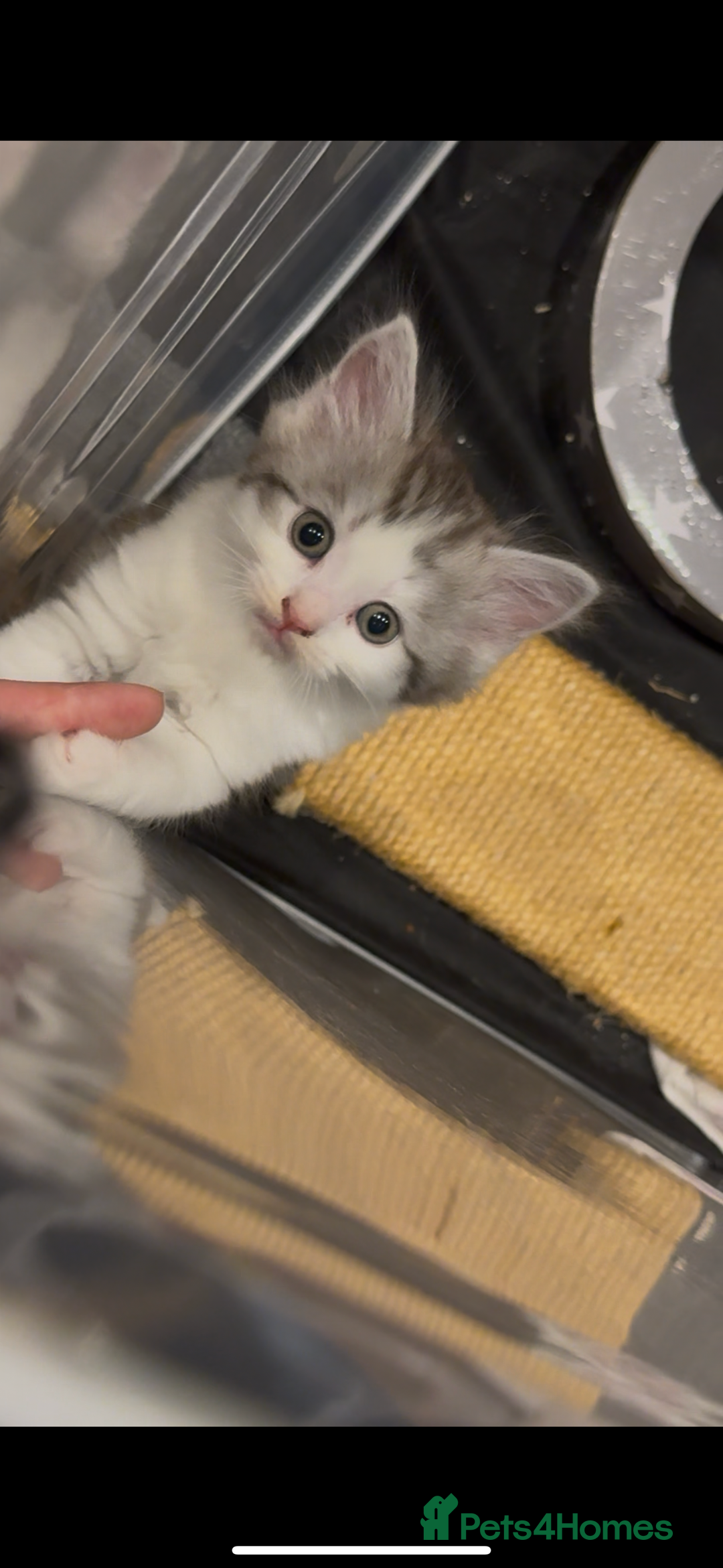 British Shorthair cats for sale: Kitten - Image 2