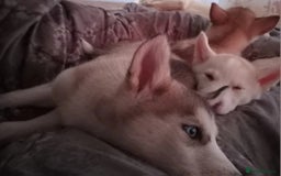 Siberian Husky dogs for sale: Siberian huskies  - Image 11