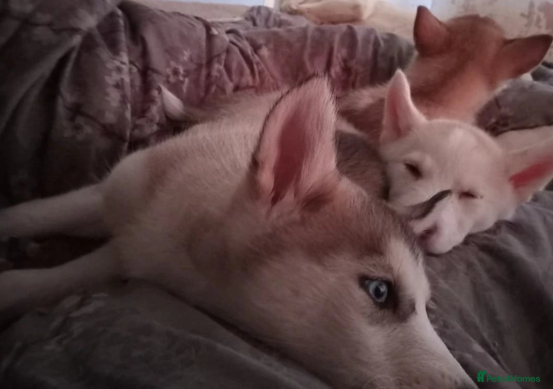 Siberian Husky dogs for sale: Siberian huskies  - Image 11