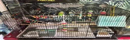 Budgerigars birds for sale: 2 x budgies and cage for sale  in Nottingham - Advert 3