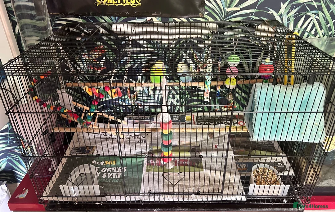 Budgerigars birds for sale: 2 x budgies and cage for sale  in Nottingham - Advert 3