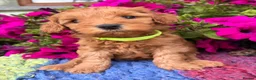 Cockapoo dogs for sale: F1b READY NOW. Health tested parents.  - Advert 11