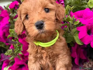 Cockapoo dogs F1b cockapoo puppies. Health tested parents. - Advert 3
