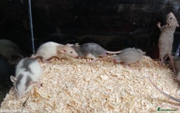Rat rodents for sale: Baby Dumbo Rats Males and Females - Advert 9