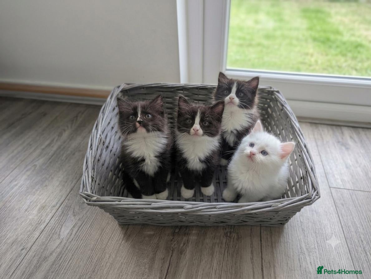 Ragdoll cats Ragdoll kittens - Advert 13