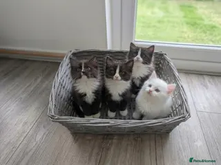 Ragdoll cats Ragdoll kittens - Advert 13