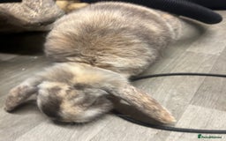 Mini Lop rabbits for sale: 2 mini lop rabbits 1 boy 1 girl  - Image 7