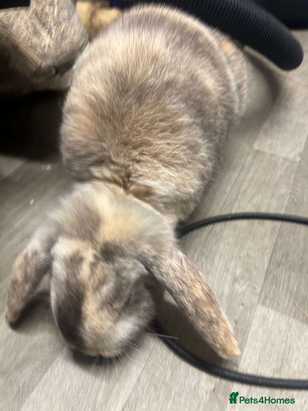 Mini Lop rabbits for sale: 2 mini lop rabbits 1 boy 1 girl  - Image 7