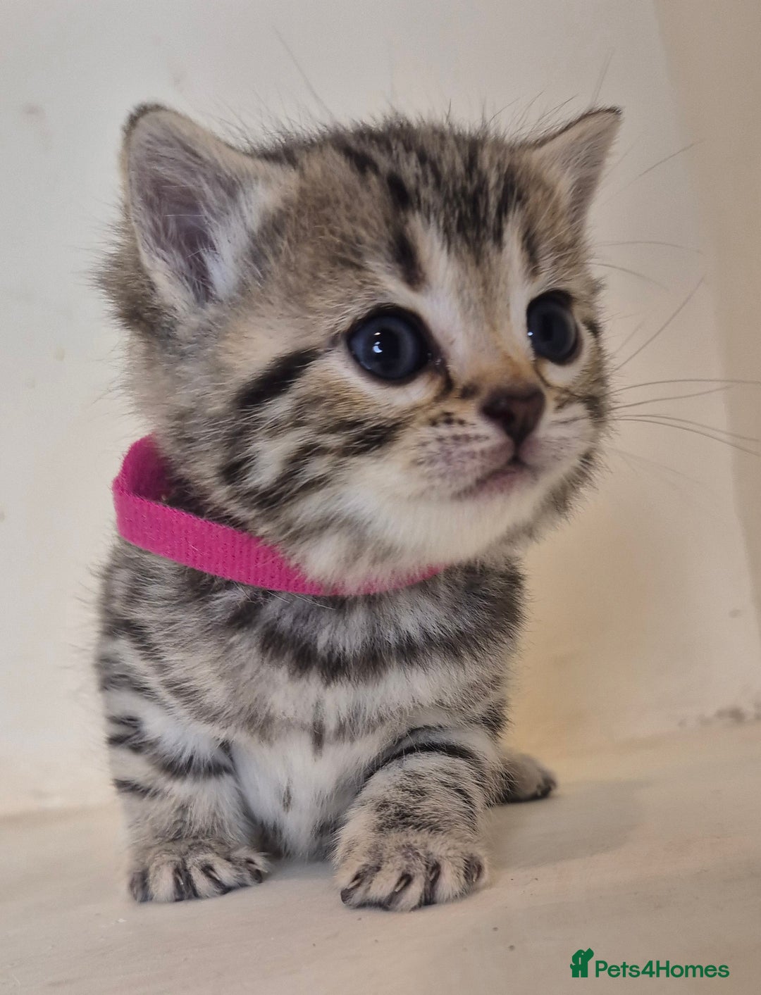 Bengal cats for sale: Bengal x British short hair - Advert 8