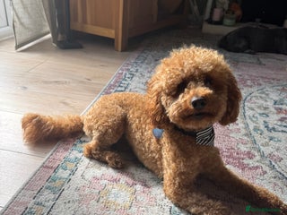 Miniature Poodle dogs Rufus - Advert 1