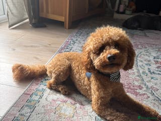 Miniature Poodle dogs Rufus - Advert 15